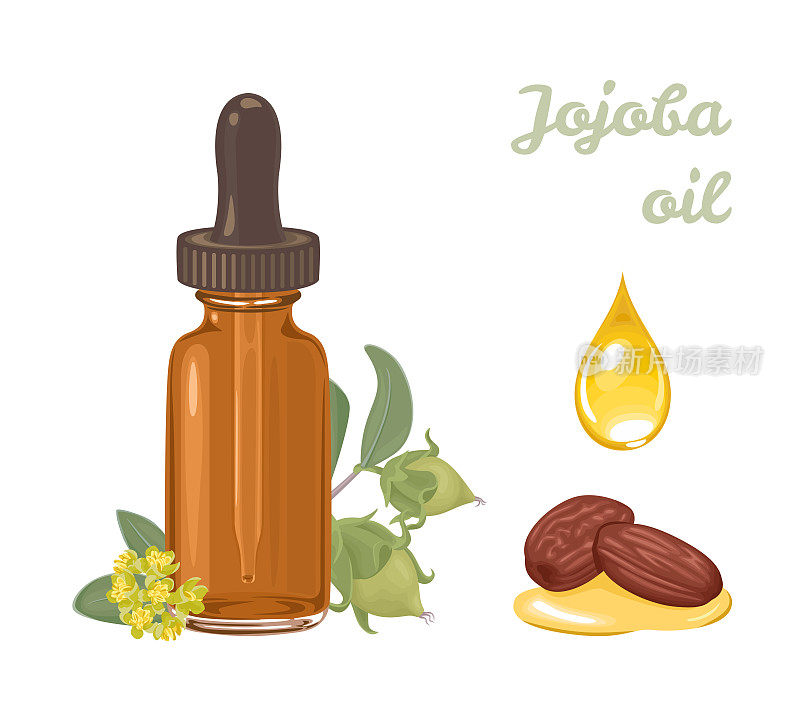 Jojoba oil in amber glass dropper bottle isolated on white background. Drop of yellow oil, seeds, a green branch with fruits and flowers. Vector illustration in cartoon flat style.